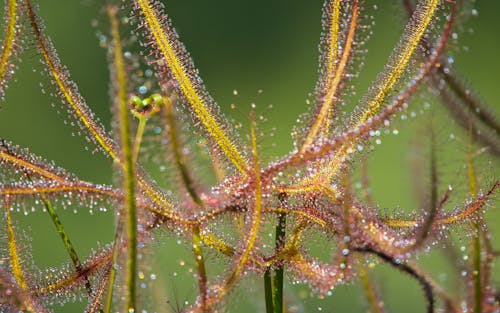 Free stock photo of cape sundew, close-up, droplets of water