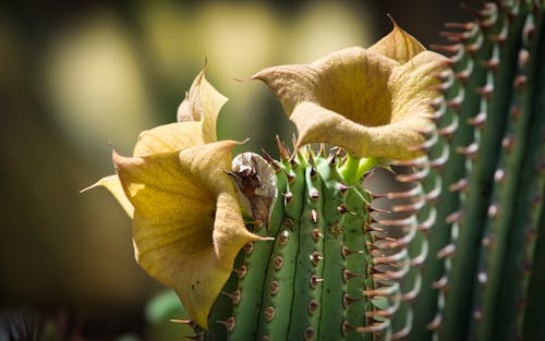 Free stock photo of cactus flower, mellow yellow, selective focus