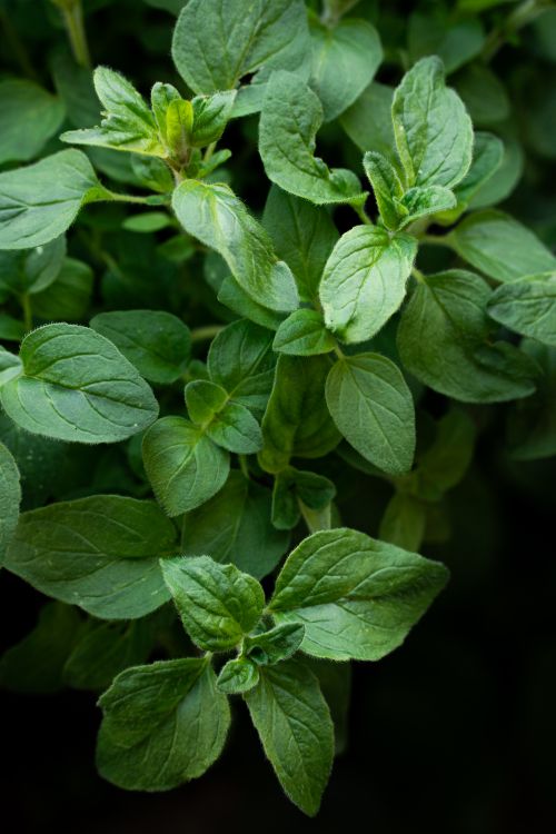 Free Detailed close-up of lush oregano leaves in natural light, highlighting fresh green foliage. Stock Photo