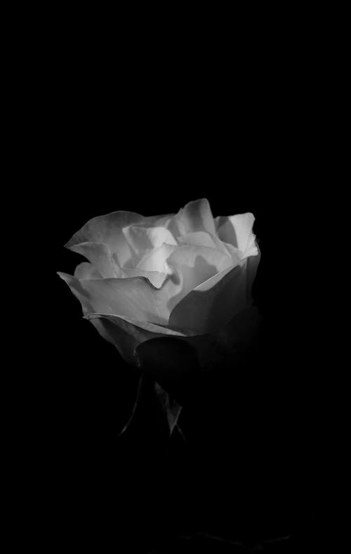 Black and White Photo of a Rose 
