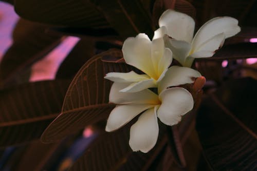 Kostenloses Stock Foto zu blume, dunklem hintergrund, flowe