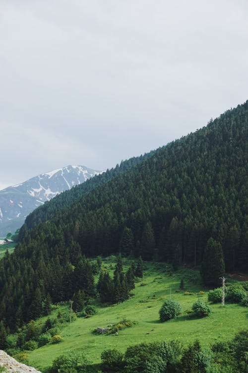 A Green Trees Near the Mountain Under the Cloudy Sky