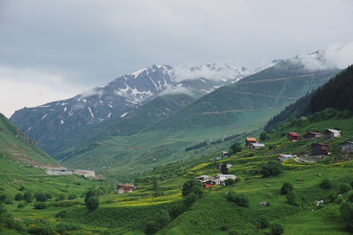 Foto profissional grátis de aerofotografia, área, árvores verdes