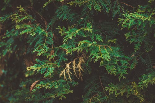 Free Green Branches of Thuja Tree Stock Photo