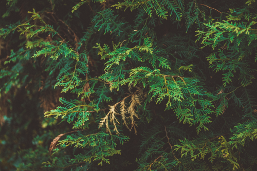 Free Close-up of conifer tree branches with lush green foliage, showcasing nature's beauty. Stock Photo