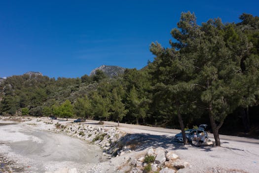 Tranquil coastal road with parked cars, dense forest, and blue sky.