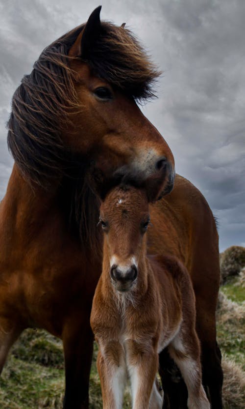 Gratis stockfoto met beest, bruin paard, dierenfotografie Stockfoto