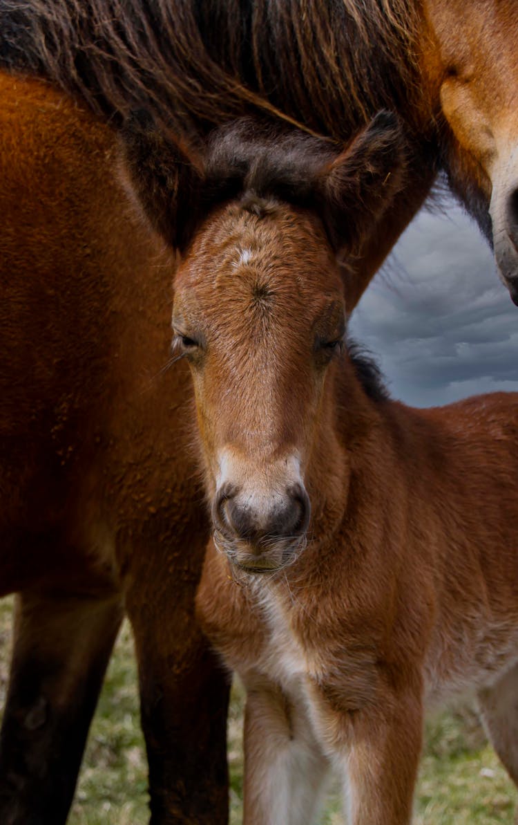 Photo Of A Foal 