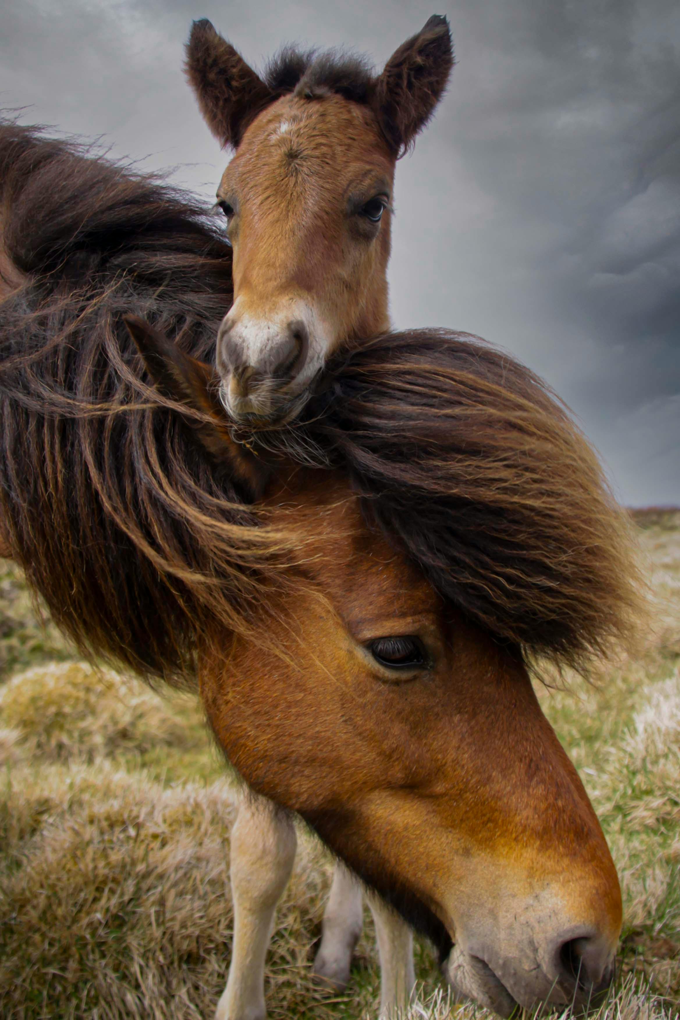 close up of horse and foal in nature