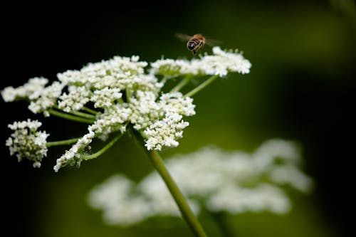 Kostnadsfri bild av bi, blomning, delikat