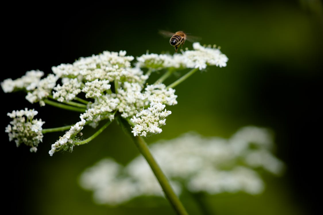 A Close-up Shot of a Bee Near the White Flowers