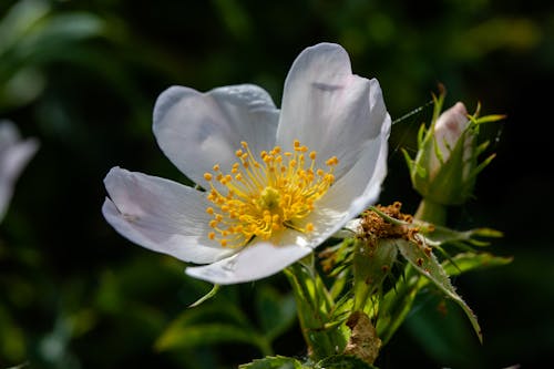 Close-Up Shot of a Dog Rose in Bloom