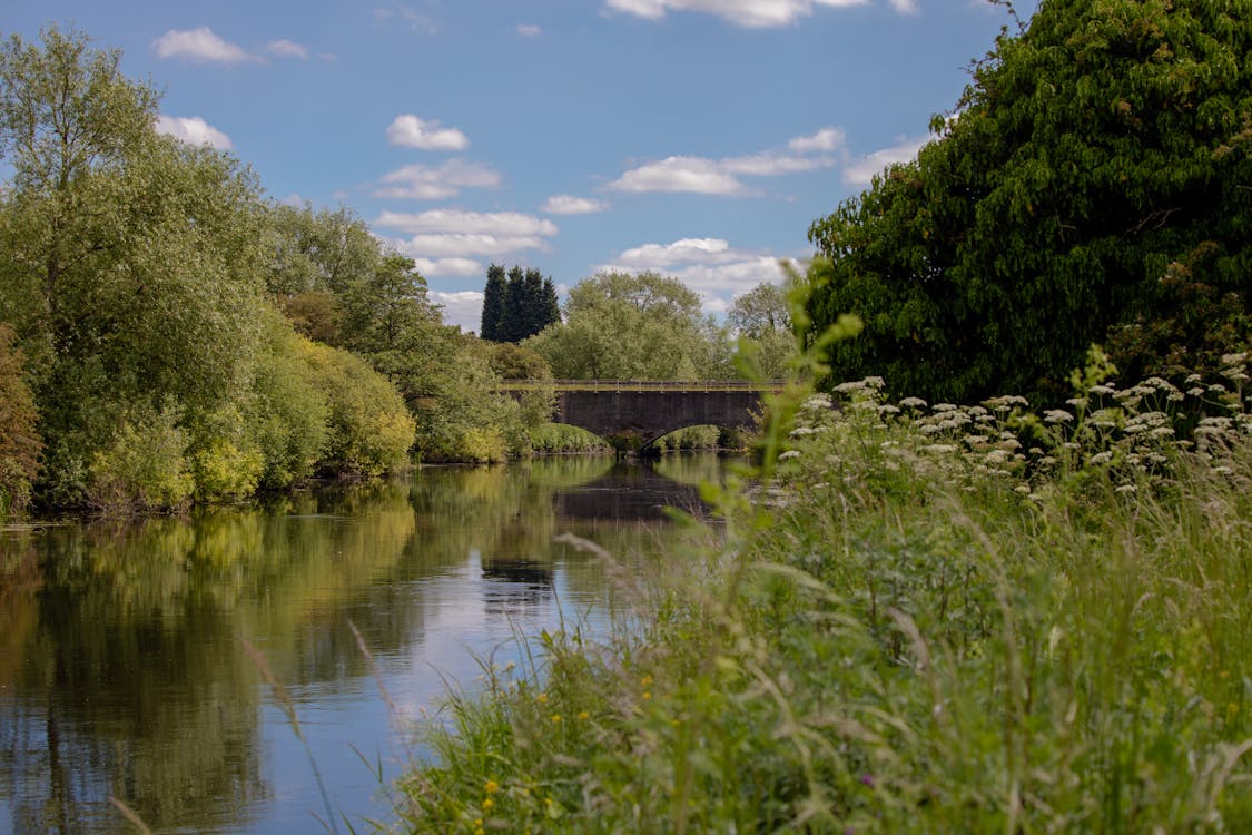 A River Between Green Trees Under the Blue Sky