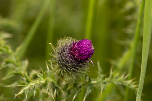 Free Detailed close-up of a purple milk thistle bloom against a blurred green background. Stock Photo