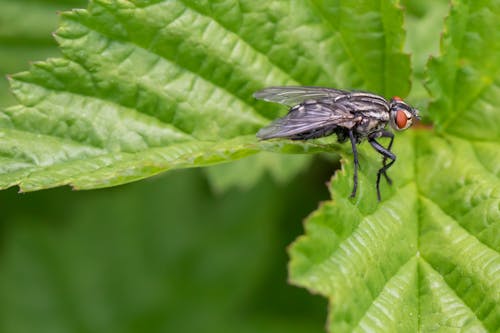 Ilmainen kuvapankkikuva tunnisteilla hyönteinen, kärpänen, lähikuva Kuvapankkikuva