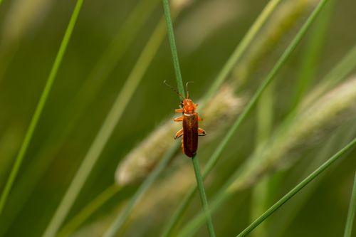 Free A vibrant orange soldier beetle perched delicately on a green grass blade. Stock Photo