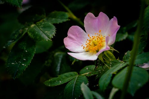 Close-Up Shot of a Dog Rose in Bloom