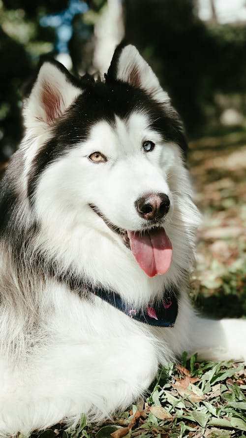 A Siberian Husky with It's Tongue Out