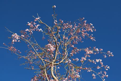 Free stock photo of blossom, blue, blue sky