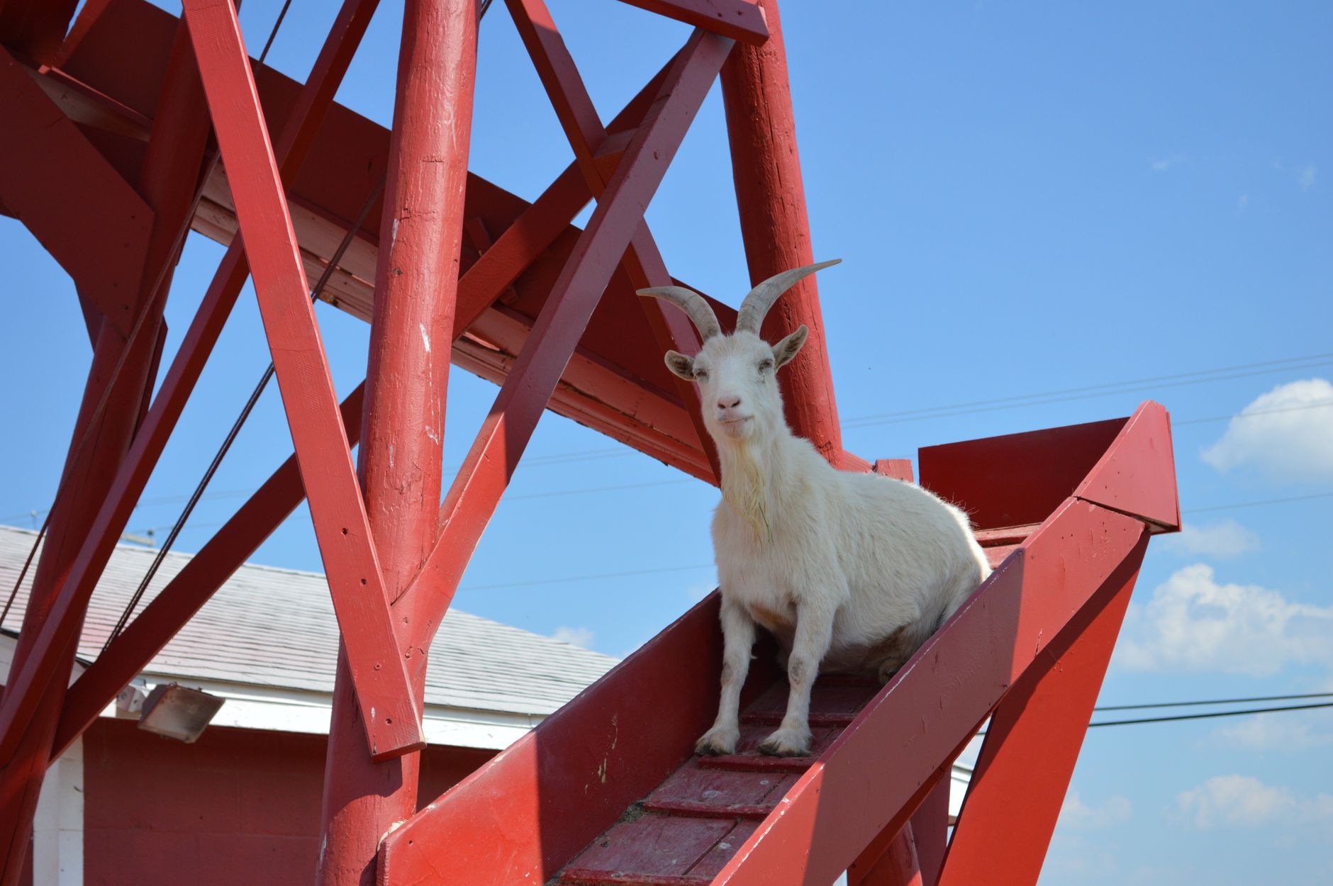 Goats and poultry in a barn with feed sacks