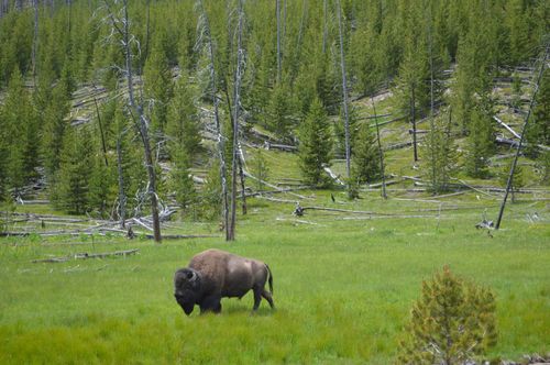 Free A lone American bison grazes in the lush green landscape of Yellowstone National Park. Stock Photo