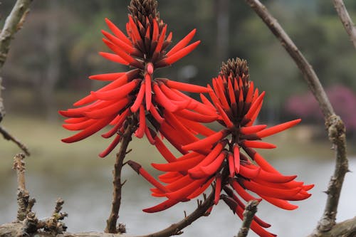 Gratis stockfoto met bloem, mooie bloem, mulungu