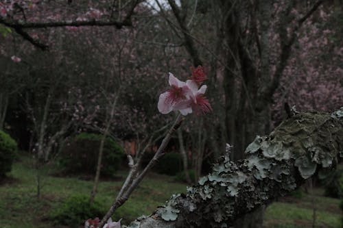Gratis stockfoto met kersenbloesem, mooie bloem, sakura bloesem