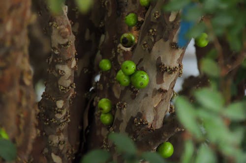 Gratis stockfoto met jabuticaba