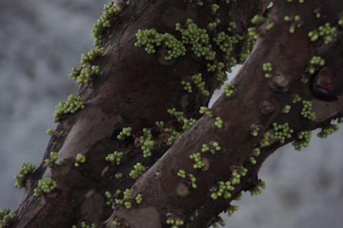 Gratis stockfoto met jabuticaba