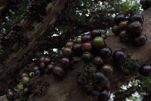 Gratis stockfoto met jabuticaba