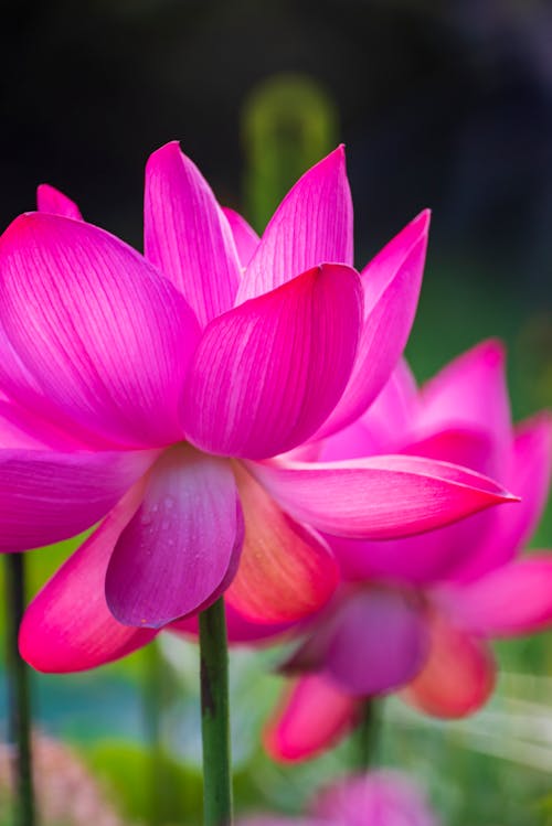 Free Pink Lotus Flower in Bloom Stock Photo