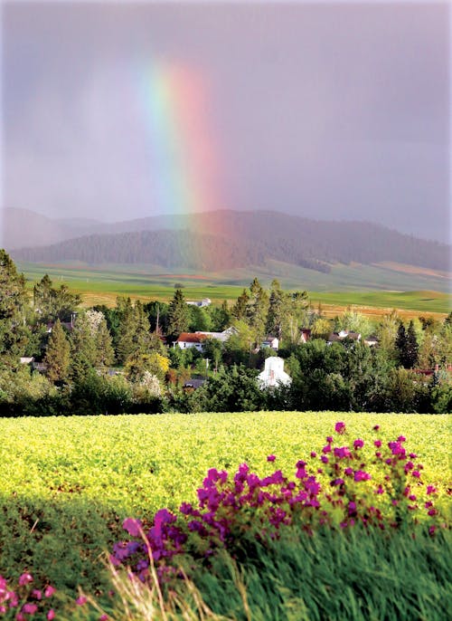 Free A Rainbow in the Sky Near the Green Grass Field Stock Photo
