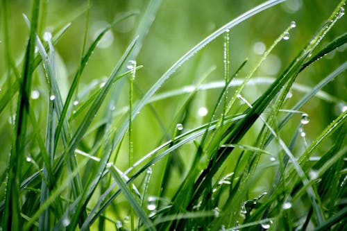 Macro Photography of Droplets on Grass