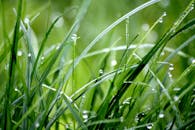 用微距拍摄露珠点缀的绿草，展现自然之美