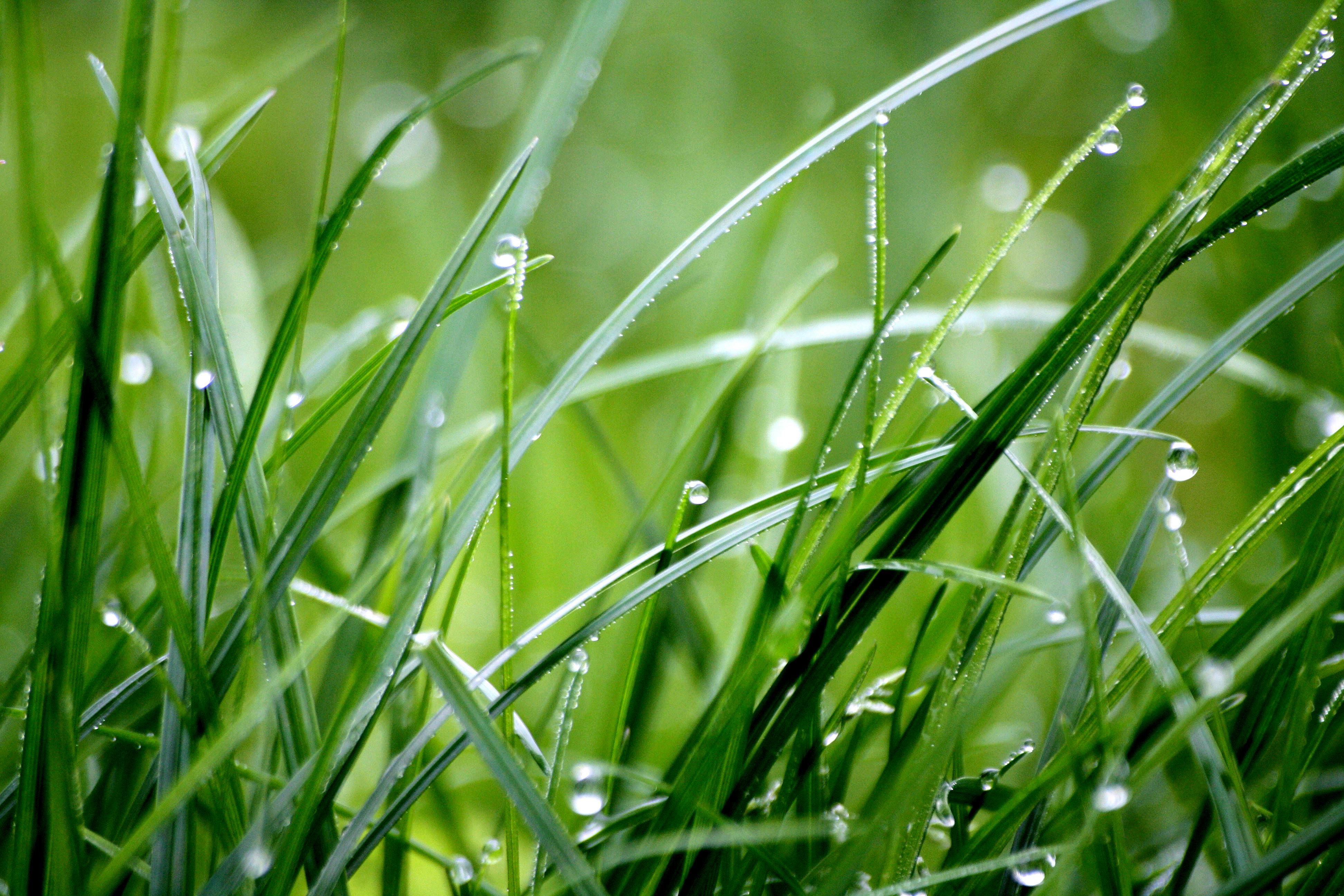 Foto de stock gratuita sobre al aire libre, césped, concentrarse