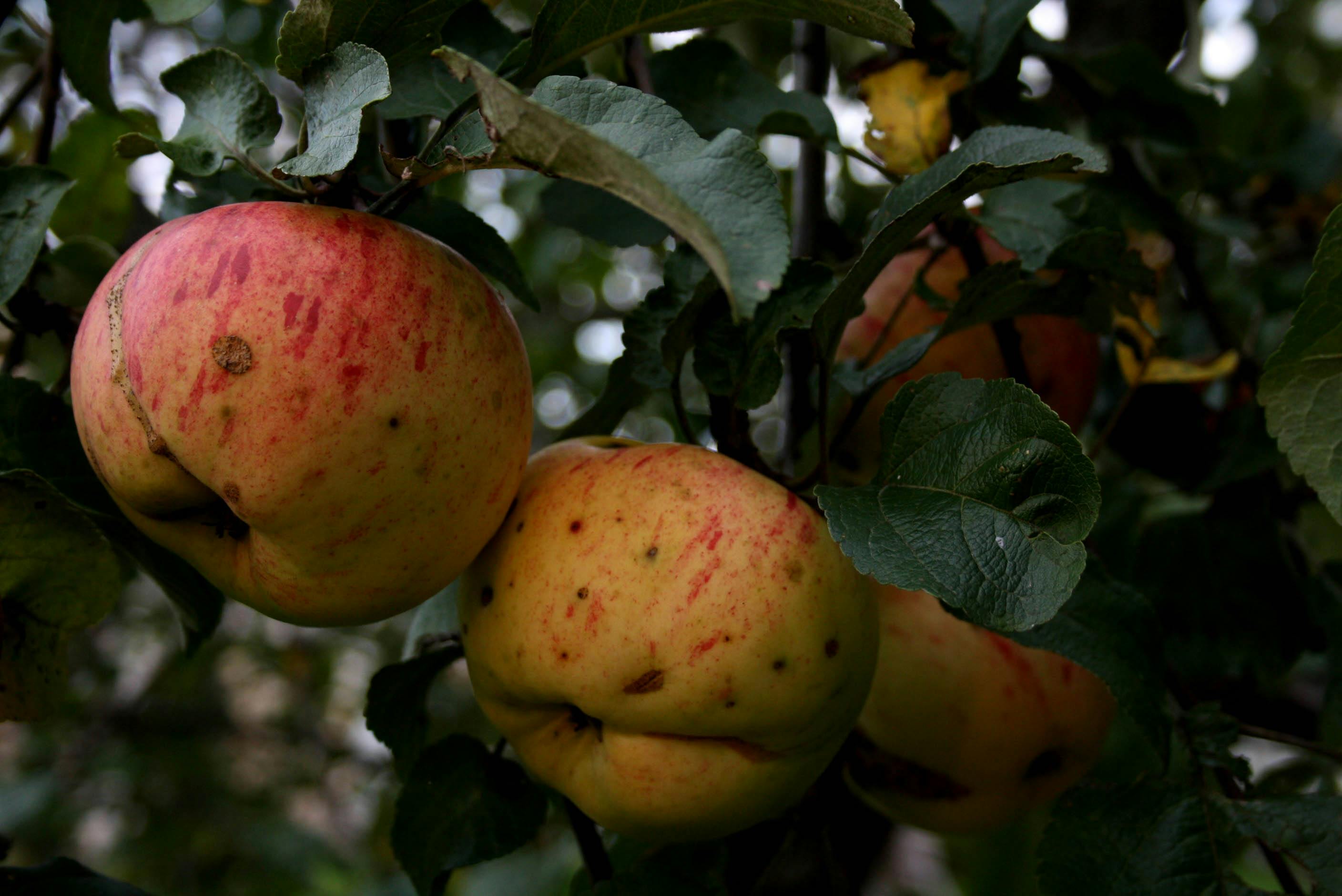 Free stock photo of apple tree, apples, apples on tree