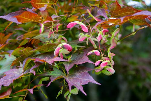 Foto d'estoc gratuïta de EUA, flors, fotografies