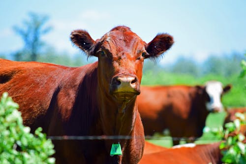 Free stock photo of animals, brown cow, cow