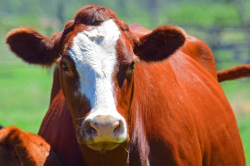 Free stock photo of animals, brown cow, cow