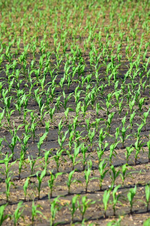 Free stock photo of corn, corn crop, crop