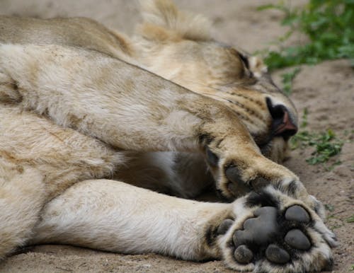 Foto profissional grátis de leão, leão adormecido, pé de leão
