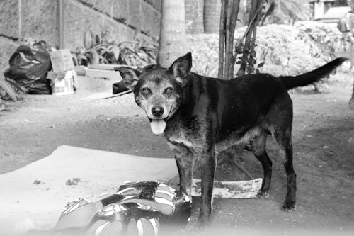 Free Dog on a Street  Stock Photo