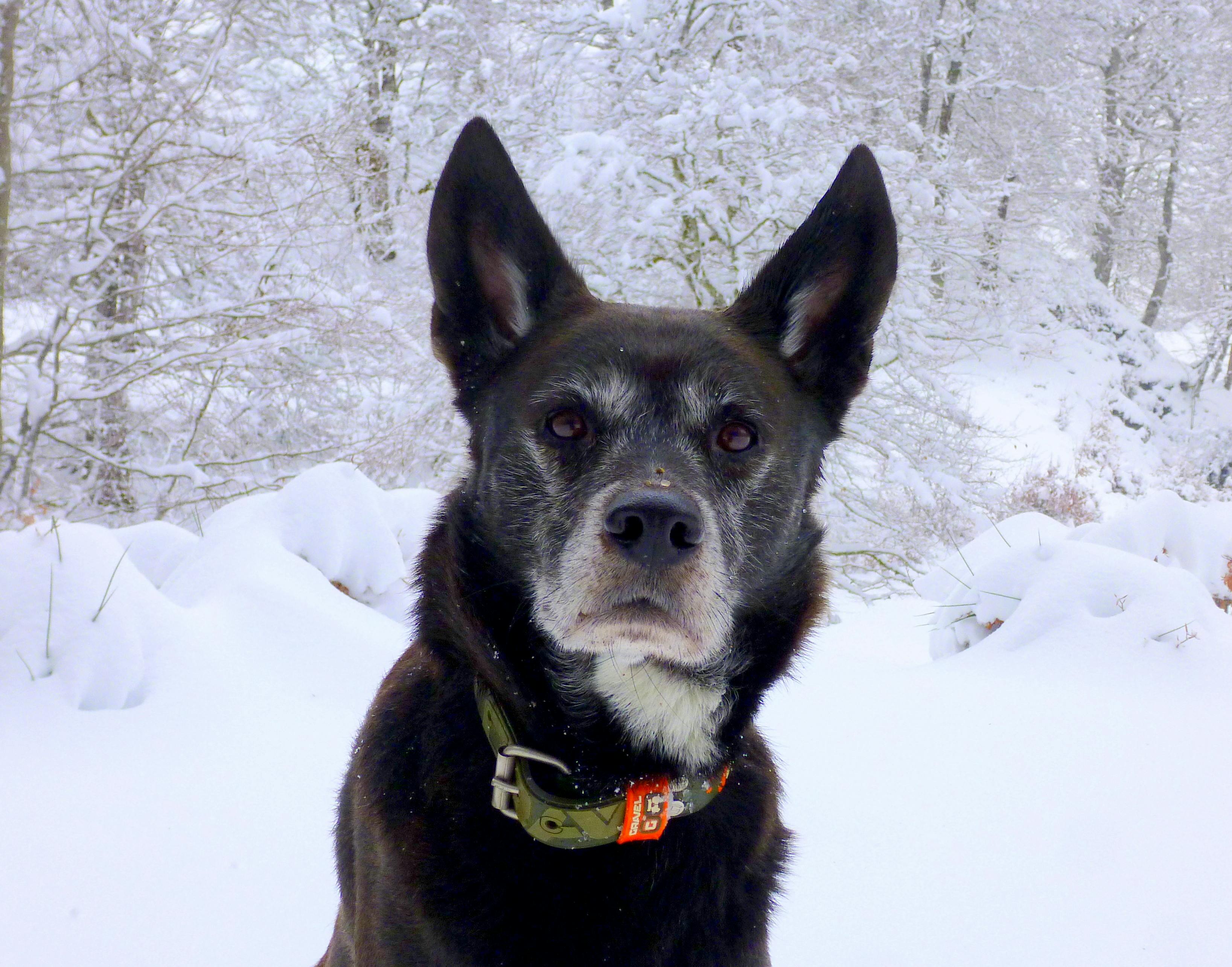 Hund Blaue Augen Wet freudige Hund. Sehen Sie WidescreenWallpaper