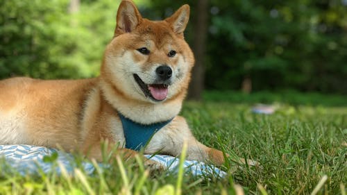 Fotobanka s bezplatnými fotkami na tému domáce zviera, pes, Shiba-Inu