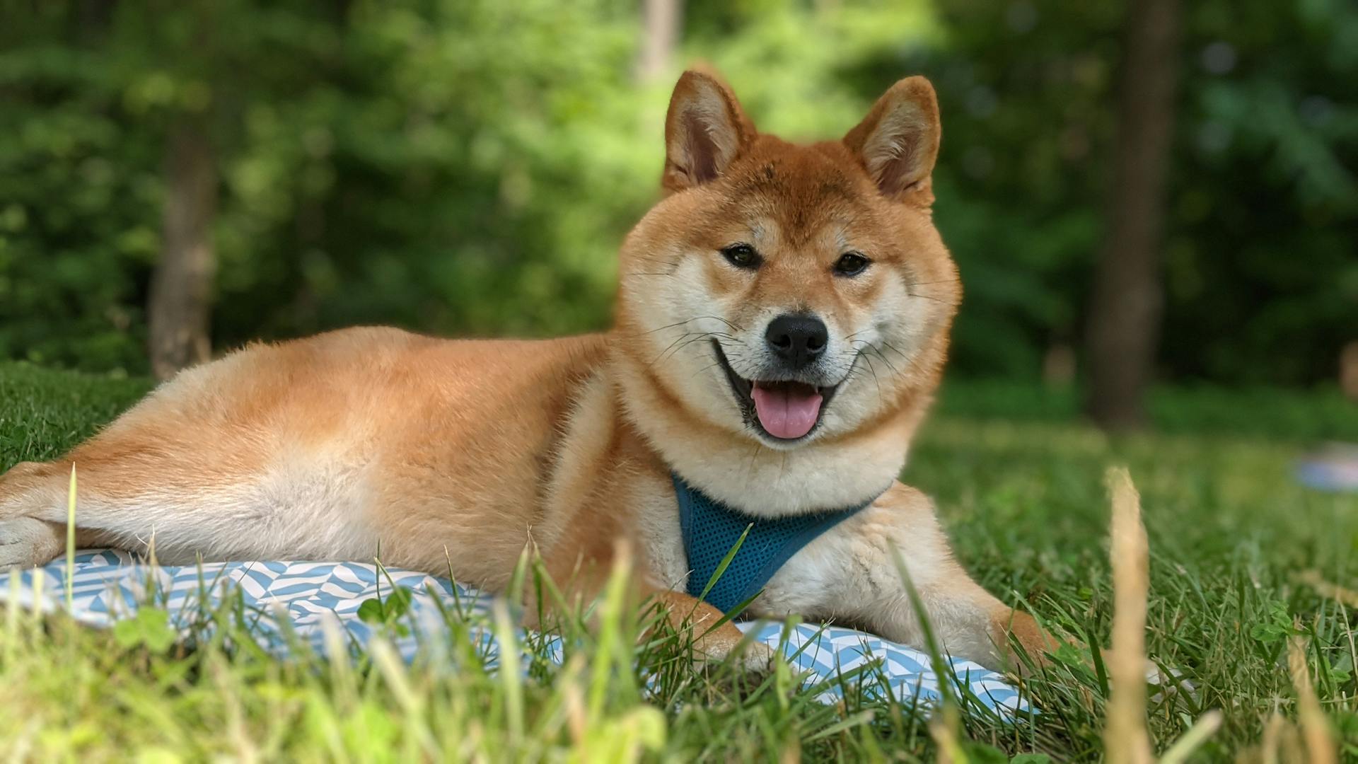 En shiba-inu-hund som ligger på grönt gräs