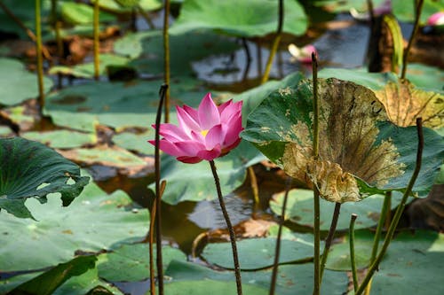 Ücretsiz çiçek, doğa, gölet içeren Ücretsiz stok fotoğraf Stok Fotoğraflar