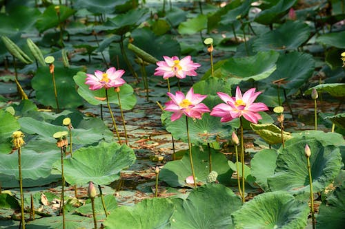 Pink and White Flower on Water