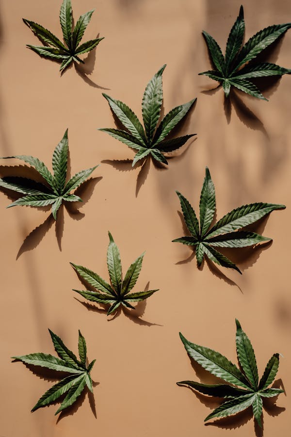Green Plant in Orange Background