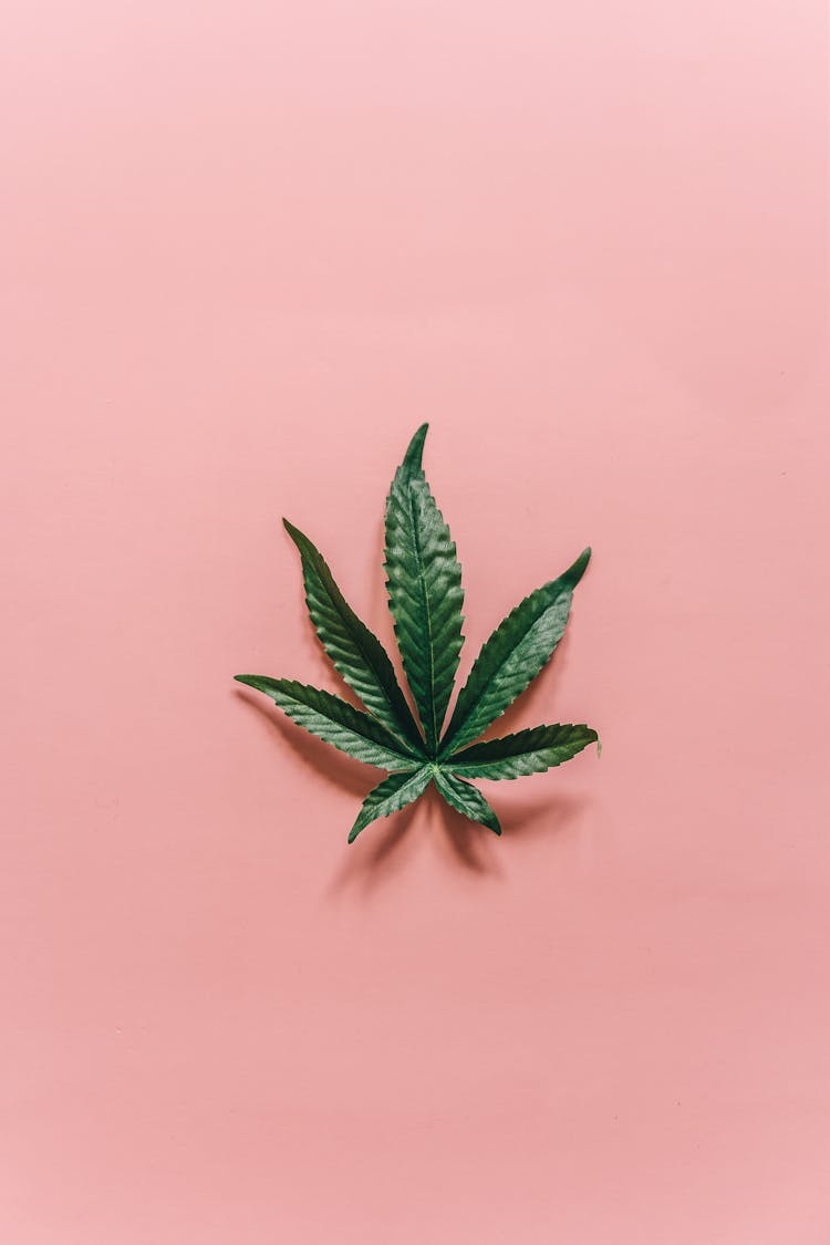 A Hemp Leaf On A Pink Surface 