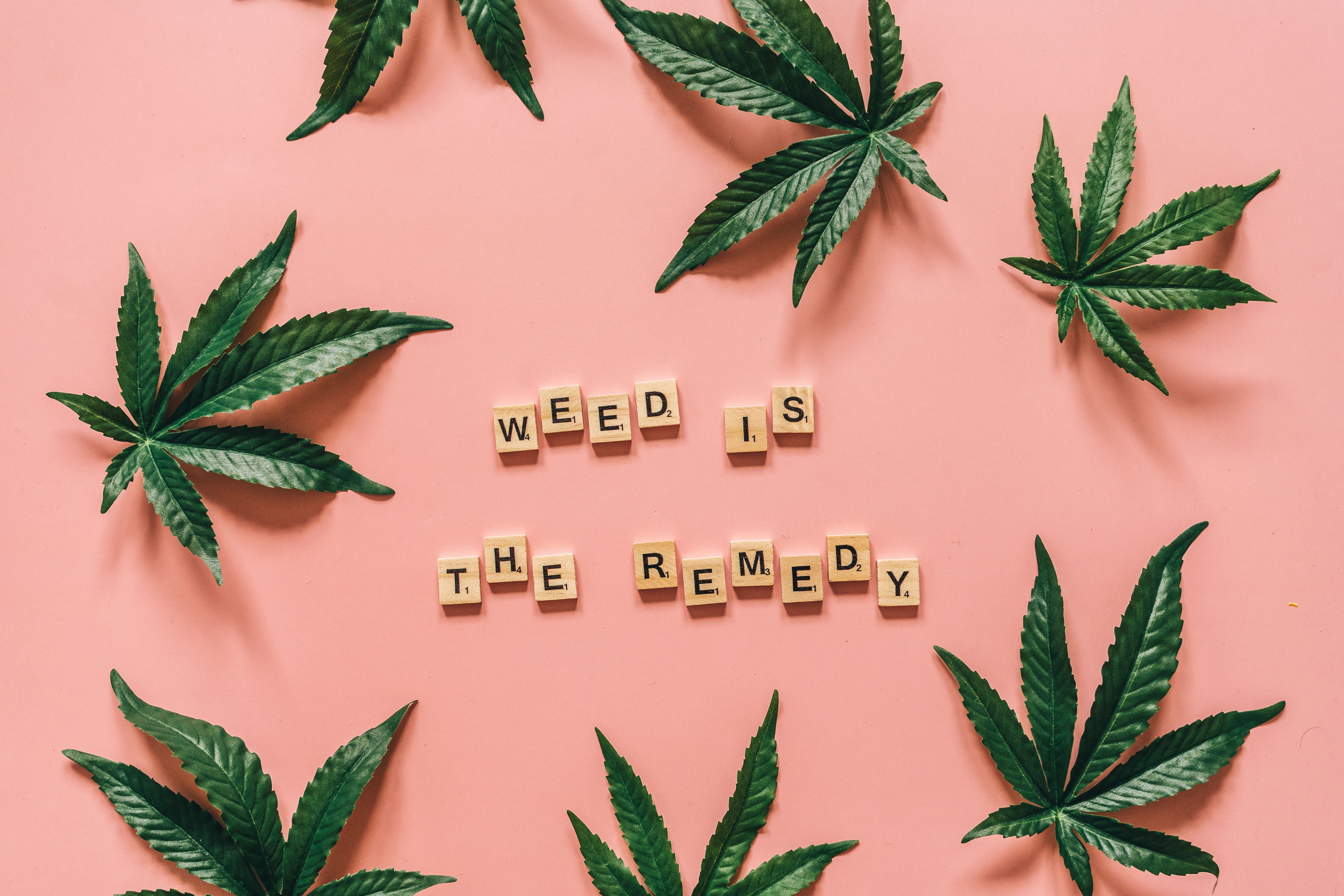 Green cannabis leaves arranged around a message on a pink background.